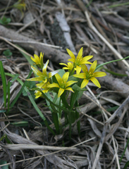 Gagea granulosa