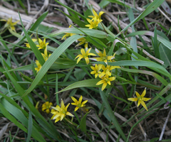 Gagea granulosa