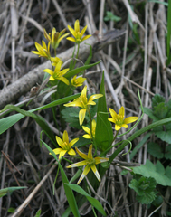 Gagea granulosa