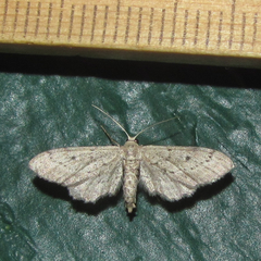 Euacidalia brownsvillea