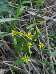 Gagea granulosa