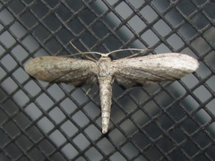 Euacidalia brownsvillea