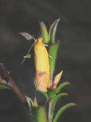 Heteroteucha parvula