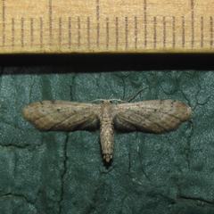 Euacidalia brownsvillea