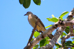 Chlamydera cerviniventris