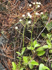 Antennaria racemosa