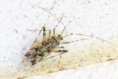 Phytocoris longipennis