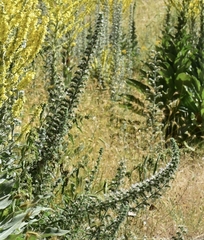 Echium italicum