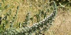 Echium italicum