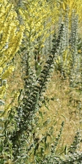 Echium italicum