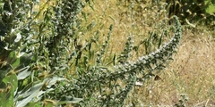 Echium italicum