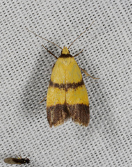 Heteroteucha translatella