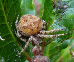 Araneus andrewsi