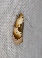Hoplomorpha camelaea