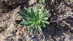 Dudleya candelabrum