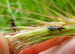 Dilophus strigilatus
