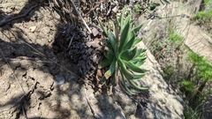 Dudleya candelabrum