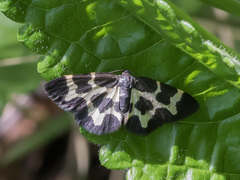 Lomaspilis opis nigrita