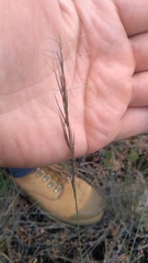 Aristida ramosa