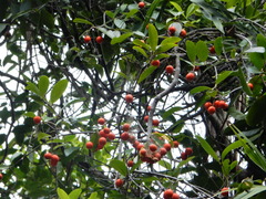 Elaeodendron australe australe