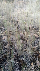 Aristida ramosa