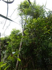 Elaeodendron australe australe