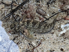 Hypsoblennius gilberti
