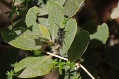 Andrena cerasifolii