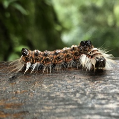 Euproctis nigricauda