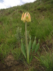 Cyrtanthus obliquus