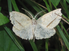 Lychnosea intermicata