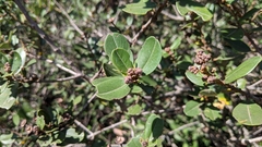Ceanothus megacarpus insularis