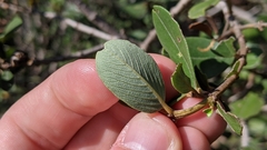 Ceanothus megacarpus insularis
