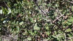 Ceanothus megacarpus insularis