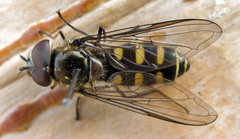 Melangyna lasiophthalma