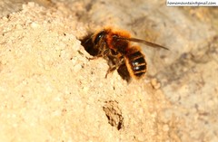Osmia jacoti