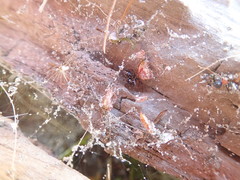 Steatoda lepida