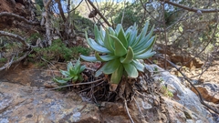 Dudleya candelabrum