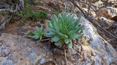 Dudleya candelabrum