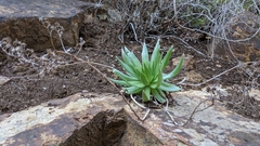 Dudleya candelabrum