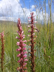 Satyrium macrophyllum