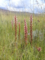 Satyrium macrophyllum