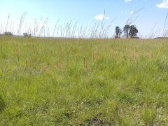 Satyrium macrophyllum