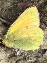 Colias canadensis
