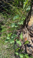 Calystegia macrostegia macrostegia