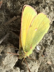 Colias canadensis