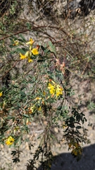 Acmispon dendroideus dendroideus
