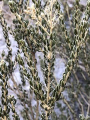 Mortonia scabrella