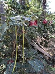 Clianthus