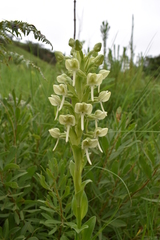 Habenaria epipactidea